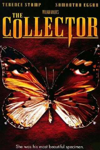 Il collezionista (1965) streaming