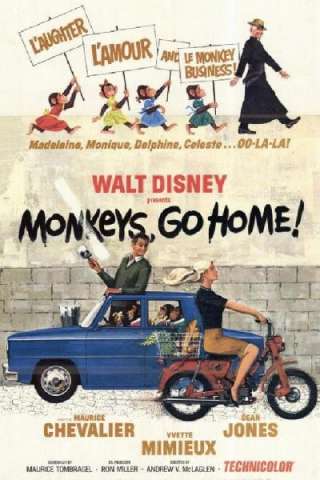Scimmie tornatevene a casa! (1967) streaming