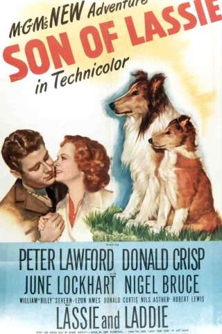 Il figlio di Lassie (1945) streaming