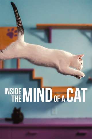 Nella mente di un gatto (2022) streaming